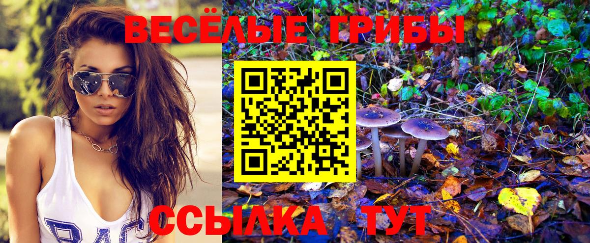 как найти наркотики  Галлюциногенные грибы Psilocybe  Камень-на-Оби  Вход с VPN  Псилоцибиновые грибы Cubensis 
